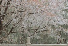 [YITUYU艺图语]2023.03.13 相见欢 知岫[25+1P／372MB]-套图岛